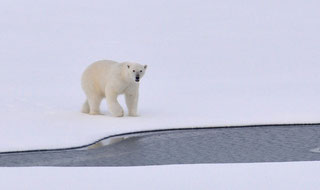 Les substances POP des ours polaires se bioaccumulent