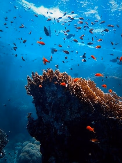 Sealife